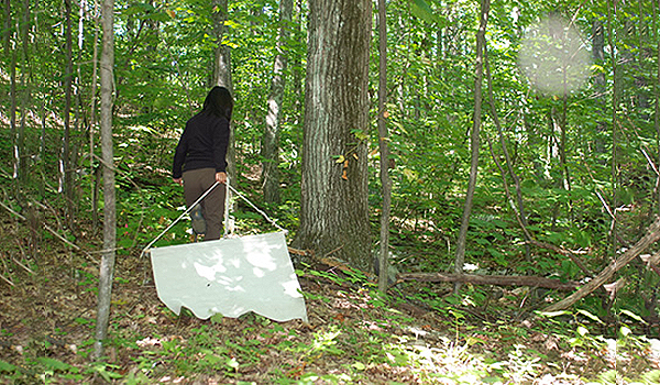 Forskare drar en filt genom skogen för att samla in fästingar. Foto: Commons.wikimedia.org