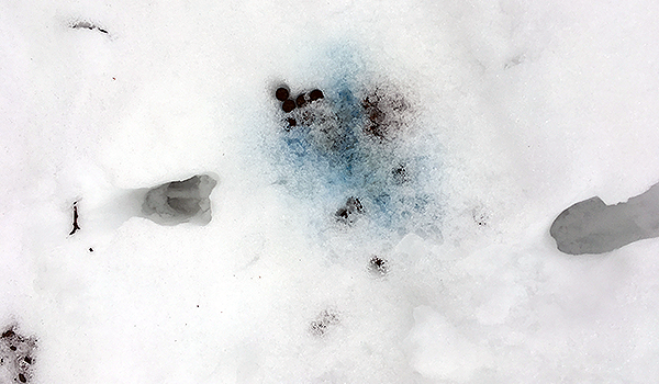 Lämningar efter djur i snö. Närmast avföringen är snön färgad blå. Foto: Sophie Leitner