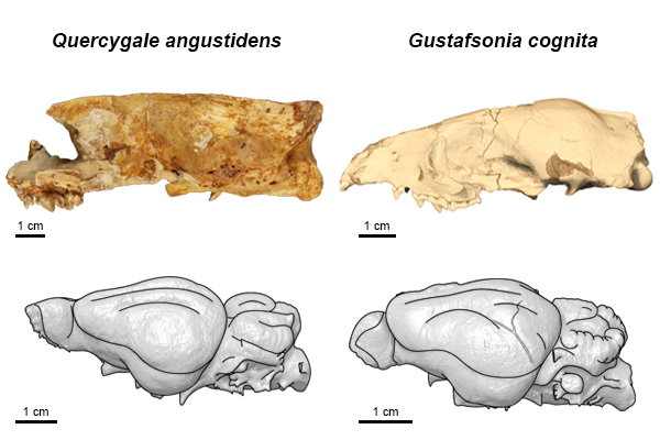 Foto och avbildning av två fossila skallar