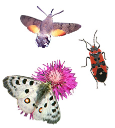 Olika typer av insekter, bland annat en kålfjäril på en tistel.