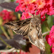 Gammafly, Autograhpa gamma, är en av våra vanligaste migerande fjärilar
