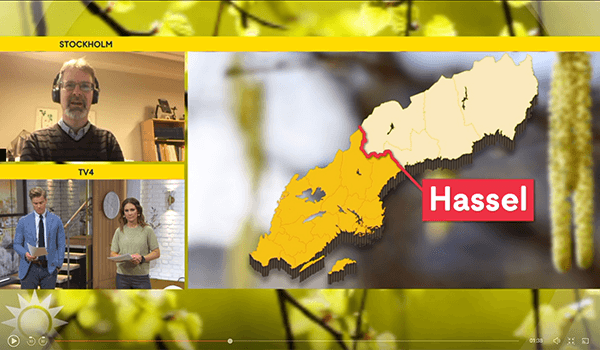 Bild från TV-inslag med en ruta med man i hörlurar längst upp till vänster, två personer i en ruta under detta och till höger en bild på en Sverigekarta som visar att hasseln spridit sig till cirka halva Sverige, mot bakgrund av ett hänge med pollen.