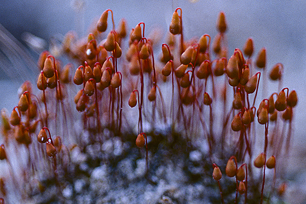 Close up of bryophyte Bryum wrightii with capsules