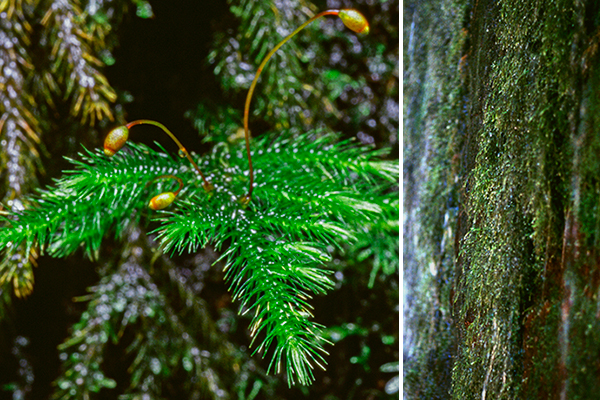 Moss with capsules, left. Mosses close to waterfall, right.