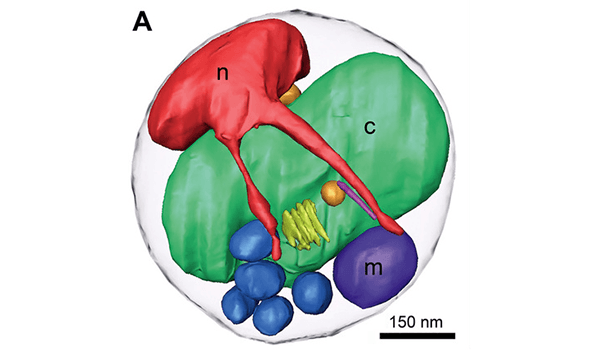 Illustration av en cell med cellkärna, mitkondrie och kloroplast. Längst ner texten "150 nm".