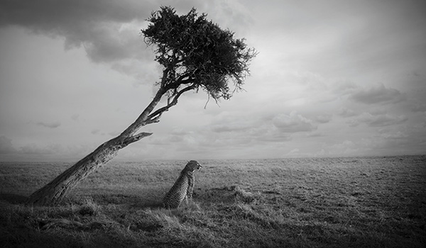 Gepard under träd i Afrika