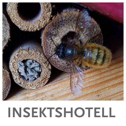 Insektshotell med bi och igenmurad del.