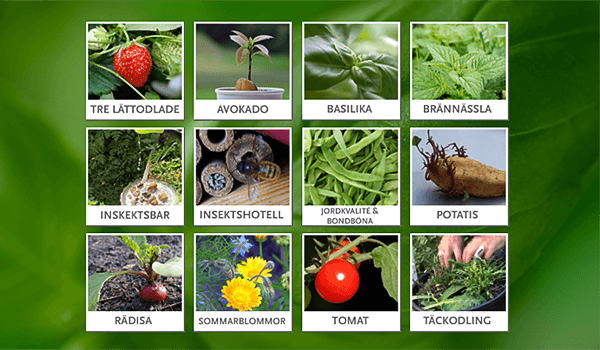 En skärmdump av odlingstips-kalendern med ett antal "luckor" med olika växter mot en grön bakgrund.