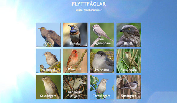 En skärmdump av förstasidan om flyttfåglar där man ser ett antal "luckor" med fåglar mot en blå himmelsbakgrund.