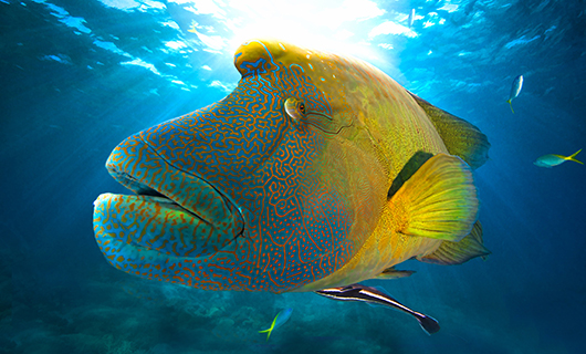 färgglad fisk
