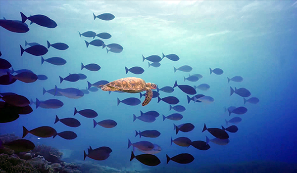 En havsköldpadda simmar med ett stim av övriga fiskar.