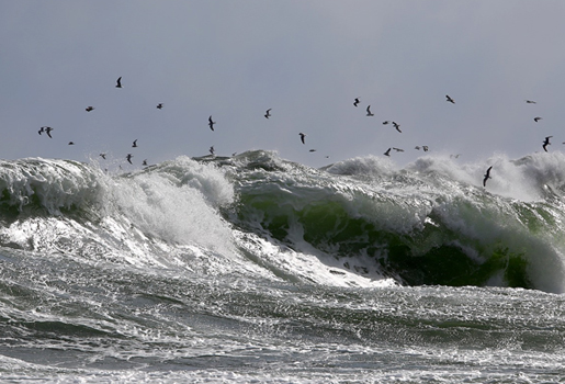 Flock av sjöfåglar ovanför en enorm våg som bryts.