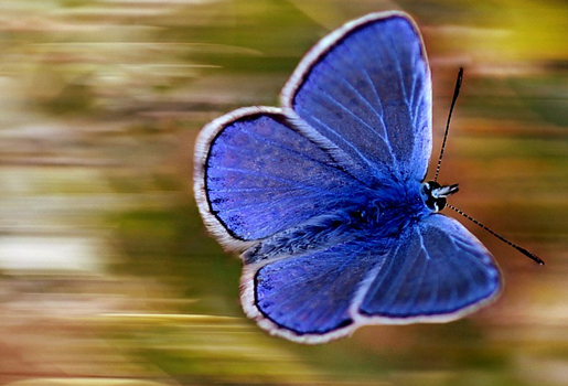 En fjäril med blå kropp och vingar. Bakgrunden är diffus ger intryck av fart.