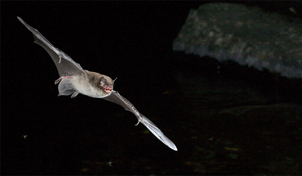 Fladdermus flygande i natten. Foto: Jens Rydell