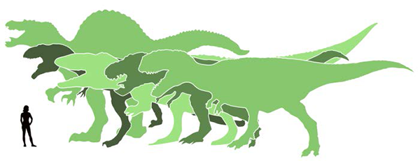 Den största av kritas köttätande dinosaurier, jämfört med människa. Från vänster/längst bak: Spinosaurus, Giganotosaurus, Carchadontosaurus, T-rex och längst fram Mapusaurus.Illustration: Annica Roos,