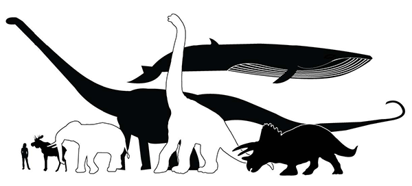 Jämförelser mellan de största dinosaurierna och de största landdjur som finns på jorden i dag. Illustration: Annica Roos, Naturhistoriska riksmuseet