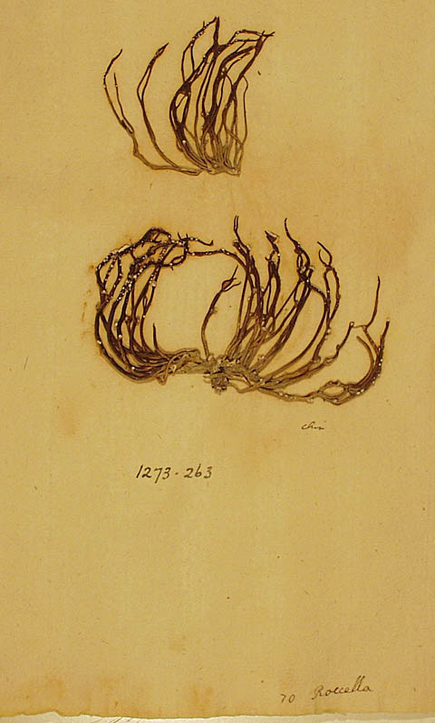 Foto: Anders Tehler  Typmaterialet för Linnés Lichen roccella. 