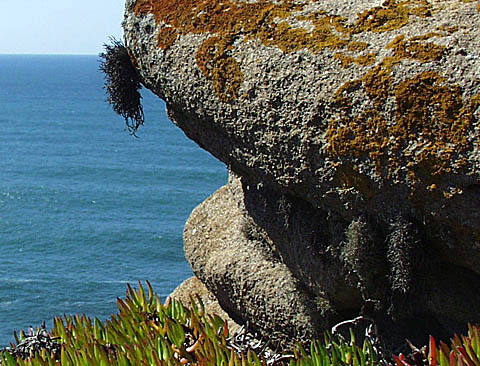 Foto: Anders Tehler  Roccella tinctoria på spetsen av en klippa vid Cabo da Roca, Portugal.  