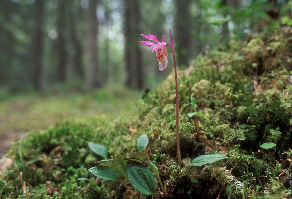 Bild av en orkidé.