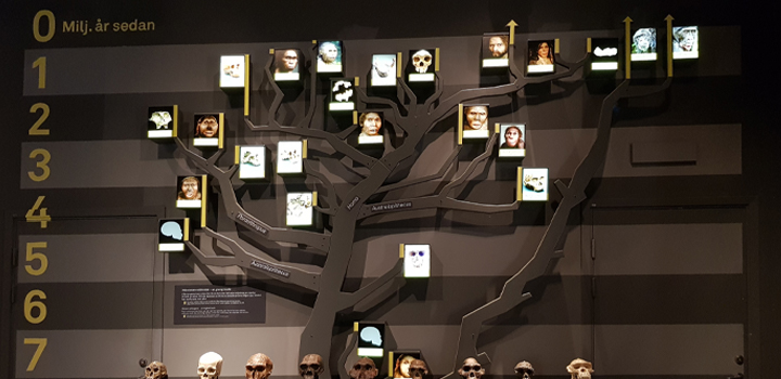 Foto av människans släktträd som det ser ut i utställningen.