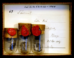 Holotypmaterialet av låvenit (NRM #19531056-64). Foto: Jaana Vuorinen.