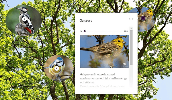 Ihopklippt bild med ett träd med tre cirklar med fåglar i samt en ruta med information om gulsparv.