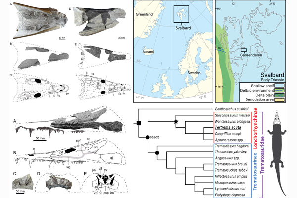 Compilation picture with schematic drawings of fossil tetrapod, maps and phylogenetic tree