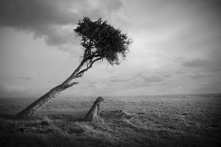 En gepard sitter under ett ensamt träd och blickar ut över savannen.