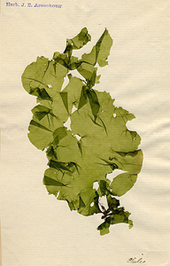 Grönt exemplar av Ulva lactuca från Chile.