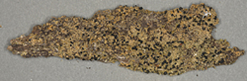 Neophyllis melacarpa