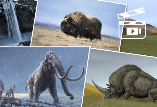Collage av bilder som visar natur och djur under den senaste istiden. Uppe till vänster ett isigt vattenfall. Uppe i mitten en myskoxe. Uppe till höger en landskapsbild från Wrangels ö. Nere till vänster en ullhårig mammut. Nere till höger en ullhårig noshörning.