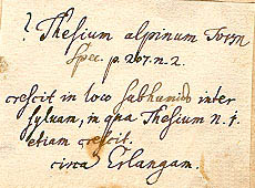 Exempel på Johann
  Christian Daniel von Schrebers handstil från föremål S09-34901 i
  Linnéherbariet vid Naturhistoriska riksmuseet (S-LINN).