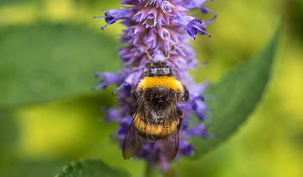 Insekt som pollinerar en blomma.
