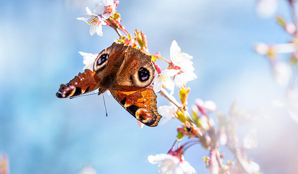 Fjäril som sitter på en blommande gren.