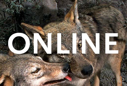 Två vargar, den ena slickar den andra i mungipan. Text i bild: Online