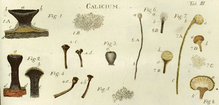 Exempel på knappnålslavar i släktet Calicium.