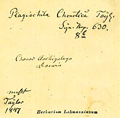 Etiketter till typmaterialet av Plagiochila chonotica