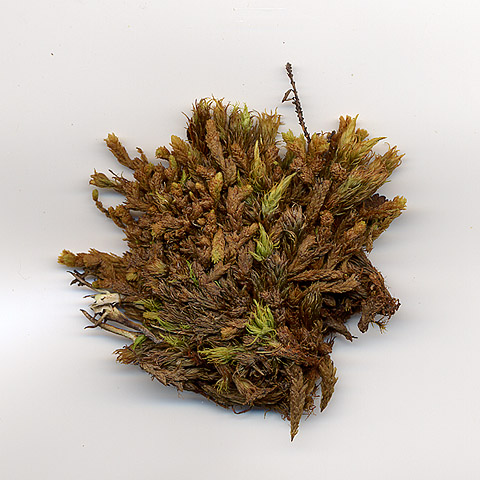Kollekt av fjällräffelmossa Aulacomnium turgidum