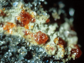 Mörkröda kristaller av stenhuggarit. Foto Erik Jonsson.