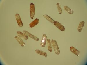Kristaller av mineret zirkon sedda i ljusmikroskop