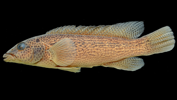 Fisk tillhörande familjen Cichlidae. Foto: Sven Kullander