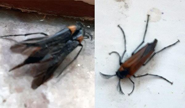Två olika bilder av samma typ av insekt, båda rätt oskarpa men på den högra syns stora spröt i huvudet.