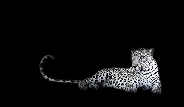 Leopard. Foto: Joe Zammit-Lucia