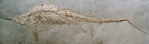 Fossil fisködla