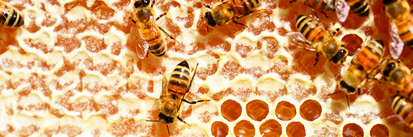 Honey bees working on a honeycomb.