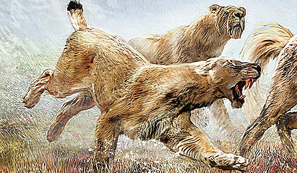 Illustration som visar två stycken sabeltandade katter som jagar ett byte.