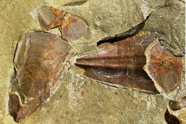 Två fossila hyoliter i sedimentär bergart