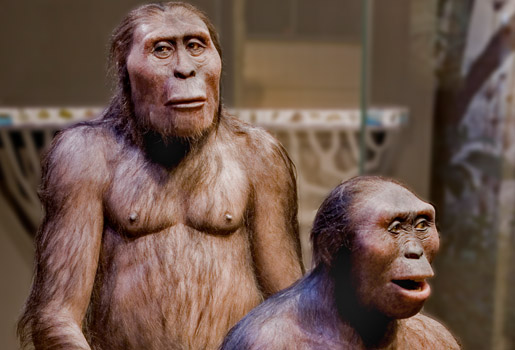Hane och hona av Australopithecus afarensis "Lucy"