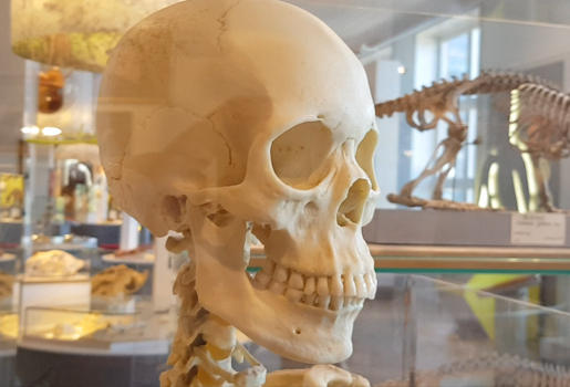 Replik av mänskligt skelett, kraniet. I bakgrunden skelett av bäver.