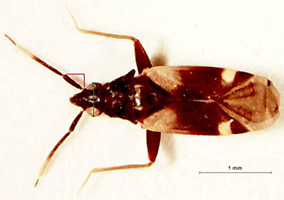 Fulvius anthocoroides Reuter, dorsal habitus.